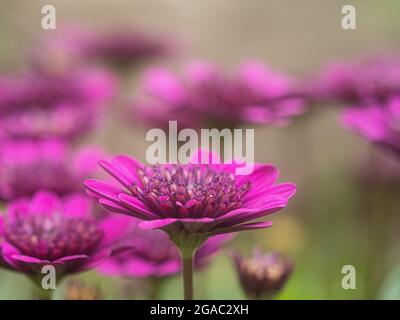 Un primo piano di un fiore viola di Osteospermum Erato Double Bright Violet Foto Stock