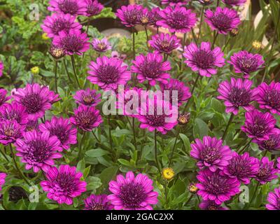 Un gruppo di fiori violetti di Osteospermum Erato Double Bright Violet Foto Stock