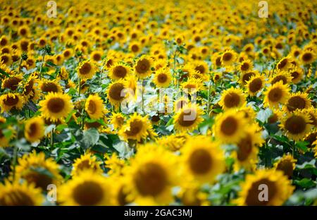 29 luglio 2021, Brandeburgo, Schwedt/OT Flemsdorf: Girasoli in piedi in un campo nel pomeriggio con i loro fiori rivolti verso est. Mentre le foglie e le gemme di girasoli giovani si girano sempre verso il sole e seguono la luce da est ad ovest (eliotropismo), i gambi e i fiori fruttati non lo fanno più dopo che il gambo si è indurito e punta sempre nella direzione dell'alba. Foto: Soeren Stache/dpa-Zentralbild/ZB Foto Stock