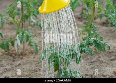 Annaffiatura piante di pomodoro verde in giardino con una lattina di annaffiatura in una giornata estiva primo piano con spazio copia Foto Stock