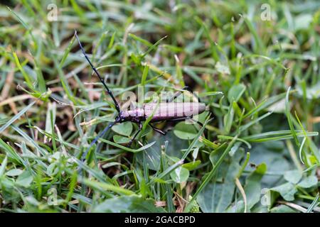 Moschusbock aromia moschata un coleottero di longhorn nel giardino Foto Stock