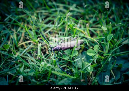 Moschusbock aromia moschata un coleottero di longhorn nel giardino Foto Stock