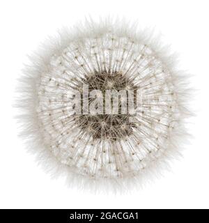 Vista dall'alto della testa di frutta di Taraxacum officinale. Isolato su sfondo bianco. Foto Stock