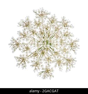 Vista dall'alto del pizzo della regina Anna, alias Daucus carota, fiore in cumello. Isolato su sfondo bianco. Foto Stock