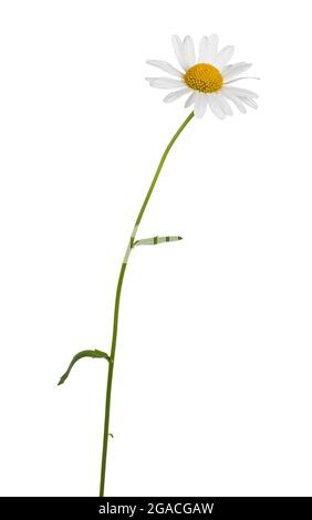 Vista laterale di Oxeye Daisy aka Leuchanthemum vulgare. Fiore singolo sul gambo. Isolato su sfondo bianco. Foto Stock