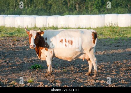 Una mucca si trova su un campo agricolo sullo sfondo di balle di fieno raccolte. Allevamento di vacche e bovini per la produzione di latte e carne. Foto Stock