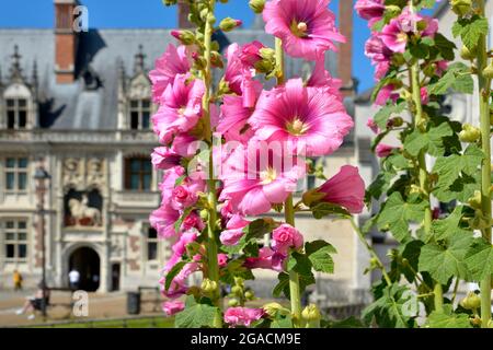 Closeup fiori rosa di olyhocks (Alcea rosea) Foto Stock