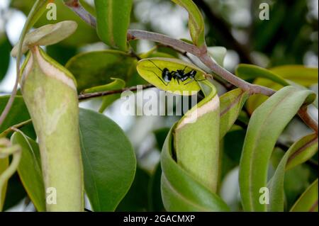 Batterista nero (Polyrhachis pruinosa) sotto il coperchio della pianta della caraffa Nepenthes albomarginata, Bako National Park, Sarawak, Borneo Foto Stock