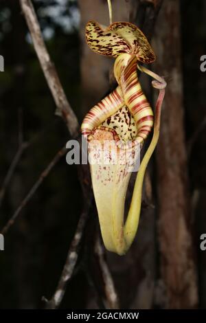 Carnitella superiore della carnivora pianta rafflesiana Nepenthes, Sarawak, Borneo Foto Stock