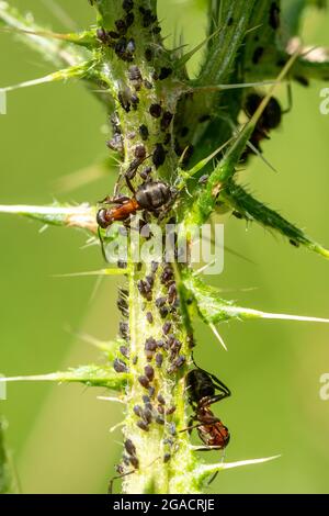 Formica rufa (formica rufa) che coltiva afidi su un gambo di thistle, Regno Unito, durante l'estate