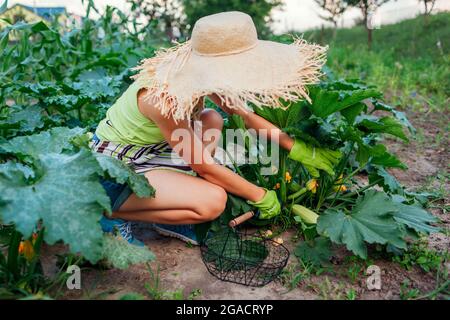 Donna giardiniere raccogliendo zucchine in giardino estivo, tagliandole con potatrice e mettendole in cesto Foto Stock