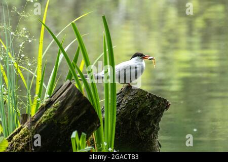 Una terna comune (Sterna hirundo) appollaiata su un albero che si stagni sull'acqua con un pesce nel suo becco, Frensham Little Pond, Surrey, Inghilterra, Regno Unito, durante l'estate Foto Stock