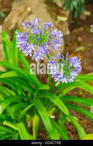 Agapanthus comune, (Agapanthus praecox), con sfondo verde foglie Foto Stock