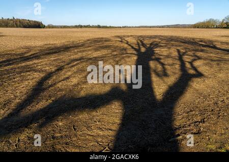 Terreno agricolo in collina Chiltern con forti ombre di alberi Foto Stock