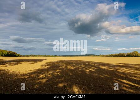 Terreno agricolo in collina Chiltern con forti ombre di alberi Foto Stock