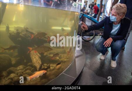 30 luglio 2021, Meclemburgo-Pomerania occidentale, Güstrow: Manuela Schwesig (SPD), presidente della Ministra del Meclemburgo-Pomerania occidentale, osserva il pesce in un acquario di Wildpark-MV. I 19 giardini zoologici del Meclemburgo-Pomerania occidentale aprono le loro porte per la Giornata dello Zoo di Stato. I bambini fino a 14 anni di età possono accedere gratuitamente. Il motto del giorno dello zoo di stato di quest'anno è 'Bambini-Animali-Educazione'. Foto: Jens Büttner/dpa-Zentralbild/dpa Foto Stock
