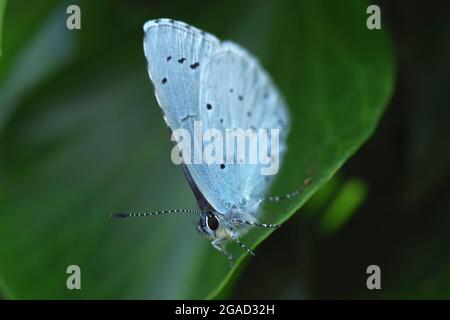 farfalla blu agrifoglio poggiata su una foglia d'edera Foto Stock