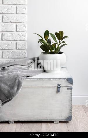 Scatola di legno bianco con giovane pianta di gomma in vaso di fiori bianco e coperta di morbido feltro grigio su di esso. Muro bianco con mattoni su sfondo Foto Stock