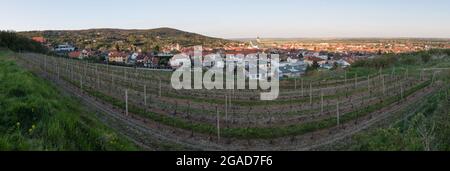 Panorama di Svaty Jur - piccola città situata sulle pendici dei piccoli Carpazi montagne e circondata da tipici vigneti terrazzati. Slovacchia Foto Stock