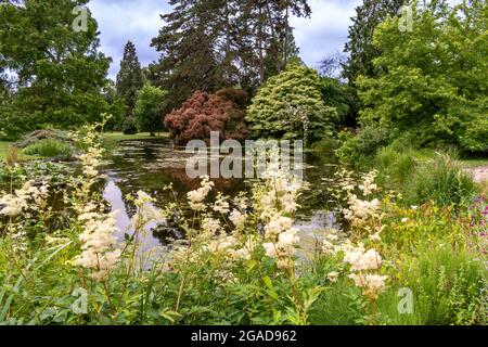 CAMBRIDGE ENGLAND UNIVERSITY BOTANIC GARDENS IL LAGO E GLI ALBERI E FIORI CIRCOSTANTI IN ESTATE Foto Stock