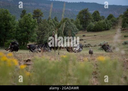 Dai da mangiare ai tacchini selvatici, una madre e un bambino che guardano la macchina fotografica, nelle montagne di San Juan, nel New Mexico settentrionale. Foto Stock