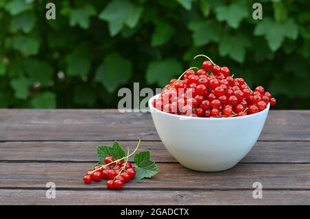 Ribes rosso appena prelevato in una ciotola bianca su un rustico tavolo di legno. Concetto di giardinaggio biologico. Foto Stock