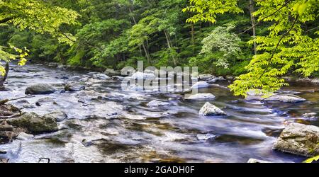 Il fiume nero scorre attraverso una lussureggiante foresta, la contea di Hunterdon, il New Jersey, Stati Uniti Foto Stock