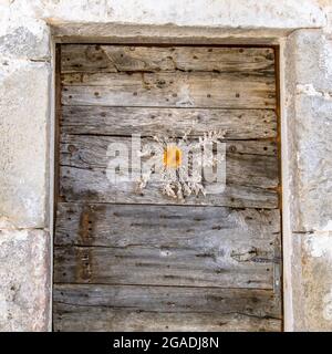 Carline Thisle su una porta. Decorazioni tradizionali, protezione per i cattivi alcolici. Cévennes. Francia. Foto Stock