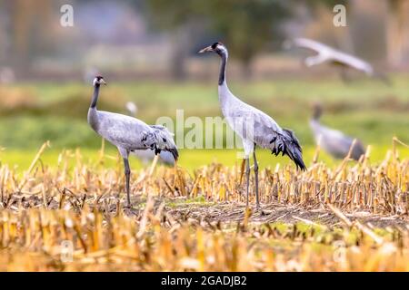 Gruppi di uccelli Grus grus (Crane comuni) in migrazione in habitat di alimentazione sulla campagna tedesca nel mese di ottobre. Germania Foto Stock