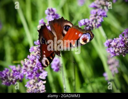 26 luglio 2021, Brandeburgo, Bad Belzig: Una farfalla di pavone si trova sul ramo di un fiore di lavanda. La farfalla con colorazione rosso ruggine e le macchie d'occhio hanno un'apertura alare fino a 55 millimetri. Foto: Soeren Stache/dpa-Zentralbild/ZB Foto Stock