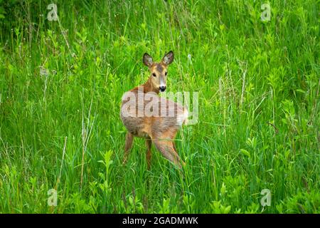 Capriolo giovane sul prato, giorno di primavera Foto Stock