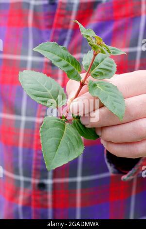 Prendere fucsia talee. Taglio di un fusto sano e senza flusso di una pianta di fucsia per la propagazione. REGNO UNITO Foto Stock