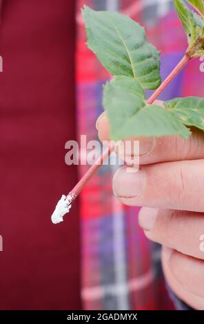 Fucsia talee. Polvere di ormone di radicamento applicata alla base di un taglio di fucsia per aiutare lo sviluppo della radice. REGNO UNITO Foto Stock