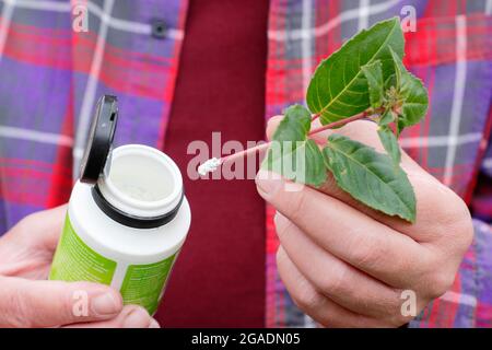 Fucsia talee. Polvere di ormone di radicamento applicata alla base di un taglio di fucsia per aiutare lo sviluppo della radice. REGNO UNITO Foto Stock