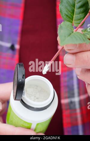 Fucsia talee. Polvere di ormone di radicamento applicata alla base di un taglio di fucsia per aiutare lo sviluppo della radice. REGNO UNITO Foto Stock