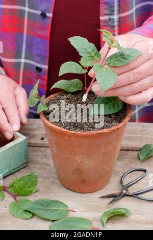 Fucsia talee. Mettendo i tagli di fucsia intorno ai bordi di una pentola riempita con composto gritty Foto Stock