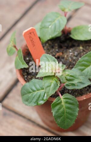 Fucsia talee in una pentola di composto grittoso pronto per il posizionamento in un ambiente caldo e umido. Foto Stock