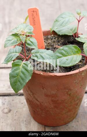 Tagli di pianta. Fucsia talee in una pentola di composto grittoso pronto per il posizionamento in un ambiente caldo e umido. Foto Stock