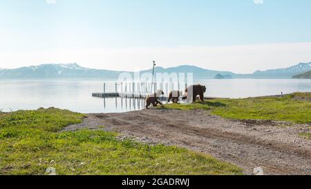 Orso bruno con due cuccioli vicino al lago Kurile, Kamchatka, Russia Foto Stock