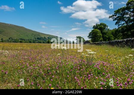 Paesaggio del Regno Unito: Splendidi e colorati prati di fiori selvatici di farfalle e trifoglio rosso, Wharfedale, Yorkshire Dales National Park Foto Stock