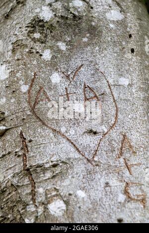 Iniziali degli amanti scolpite sul tronco di un albero, Durham, Regno Unito. Foto Stock