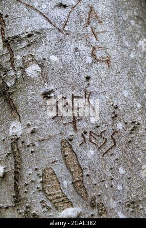 Iniziali degli amanti scolpite sul tronco di un albero, Durham, Regno Unito. Foto Stock