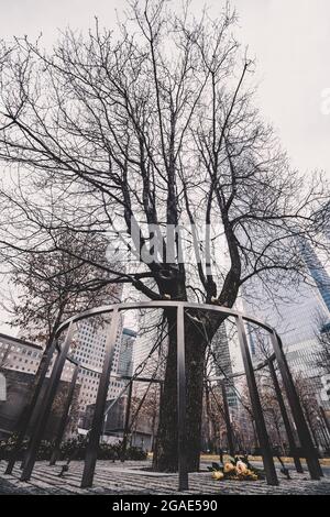 Survivor Tree, Manhattan, New York. Foto Stock