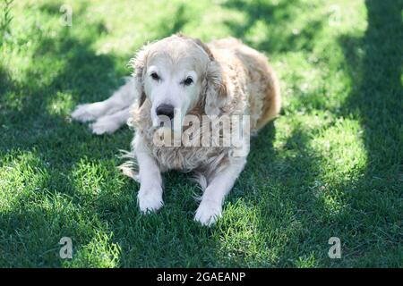 Un cane Labrador Retriever si trova su un prato pianeggiante sotto un albero all'ombra. Foto di alta qualità Foto Stock