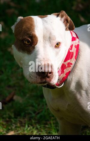 Ritratto americano di Pitbull Terrier nel Parco pubblico di Medellin, Colombia Foto Stock