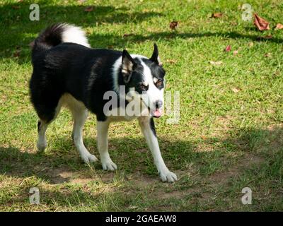 Mongrel Border Collie Dog è felice di camminare nel parco pubblico di Medellin, Colombia Foto Stock