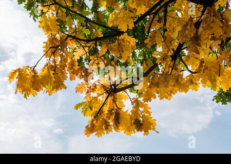 Autunno foglie arancioni sui rami sullo sfondo del cielo. Sfondo autunno di foglie gialle sui rami. Foto Stock