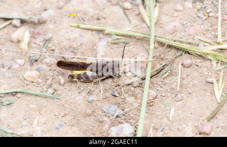 Un Rangeland Grasshopper alato a Speckle (Arphia conssola) appollaiato a terra Foto Stock