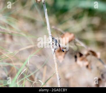 Una grandissima Sand Wasp (genere Ammophila) con cintura di sabbia nera e rossa arroccata su vegetazione secca Foto Stock