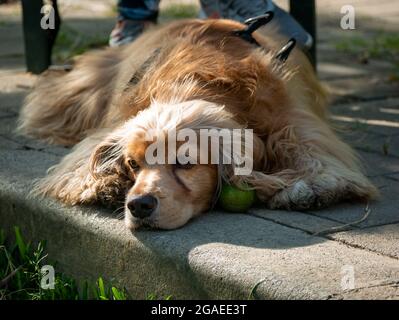 Cocker Mongrel cane è noioso e stanco nel Giardino pubblico, a Medellin, Colombia Foto Stock